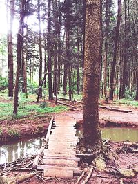 Trees in forest