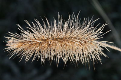 Close-up of dried plant