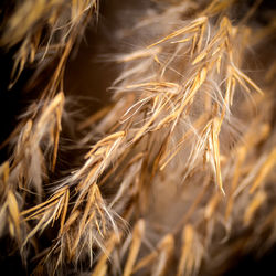 Close-up of stalks in field