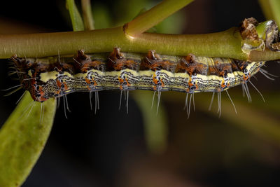 Close-up of insect on fruit