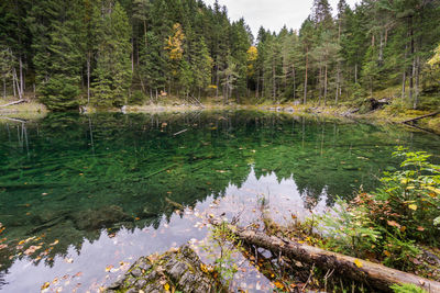 Scenic view of lake in forest