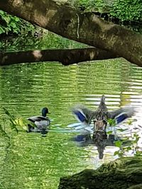 View of ducks swimming on lake