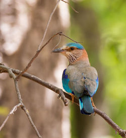 Close-up of bird perching on tree