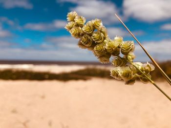 Close-up of yellow flowering plant on beach against sky