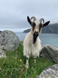 Portrait of an animal on rock against sky and sea