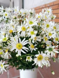 Close-up of white daisy flowers