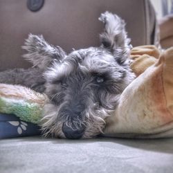 Close-up portrait of dog resting at home