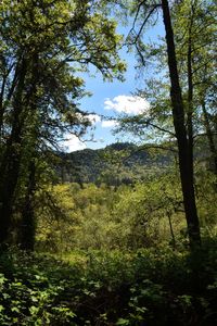 Scenic view of forest against sky