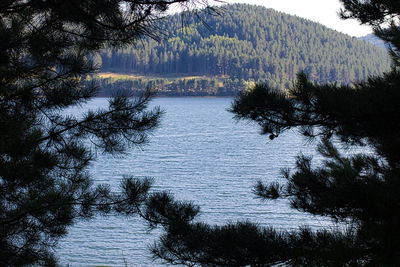 Scenic view of lake in forest