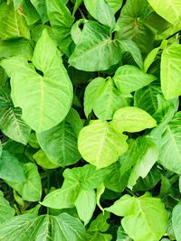 Full frame shot of green leaves