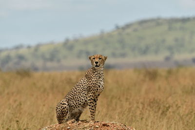 View of a cheetah on field
