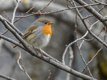 Close-up of bird perching on branch