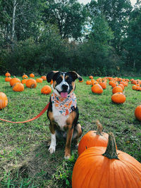 Dog in pumpkin patch