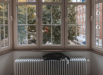 Cat looking through window