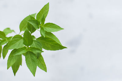 Close-up of leaves against white background