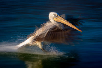 Close-up of bird flying over lake