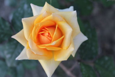 Close-up of yellow rose blooming outdoors