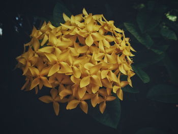 Close-up of yellow flowers blooming outdoors