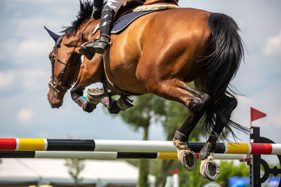 Horse jumping, equestrian sports, show jumping competition themed photograph.