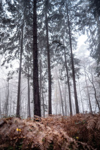 Low angle view of trees in forest