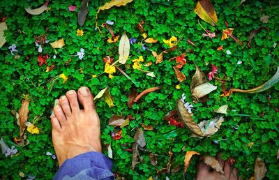 Low section of man standing amidst clover leaves