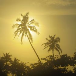 Low angle view of palm trees at sunset