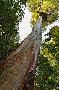 Low angle view of tree against sky