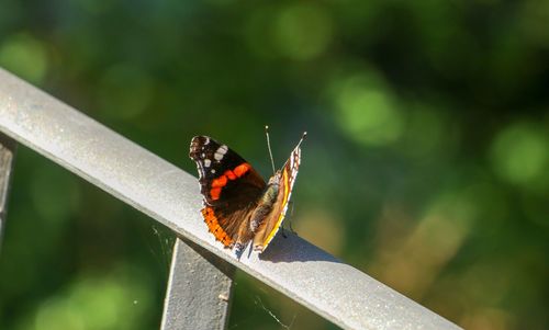 Butterfly on leaf