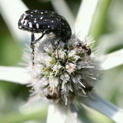 Close-up of bee on white flower