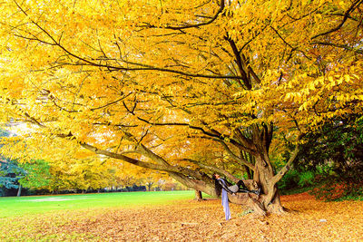 Autumn tree on landscape