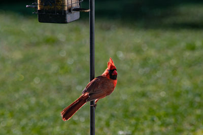 Bird perching on a pole
