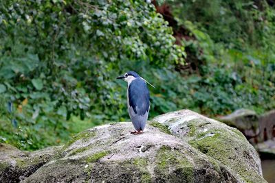 Bird perching on rock