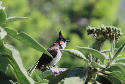 Red whiskered bulbul perching on a plant