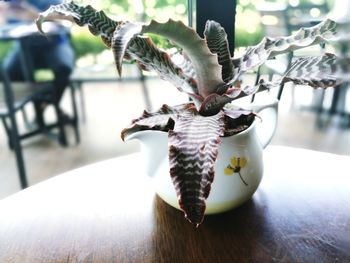 Close-up of bird on table