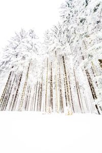 Close-up of snow on tree against sky