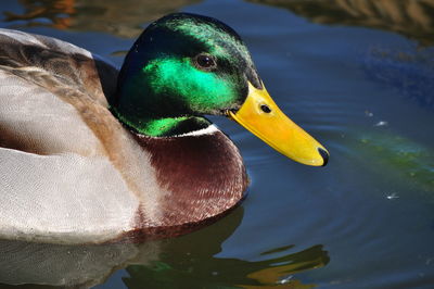 Mallard duck swimming on lake