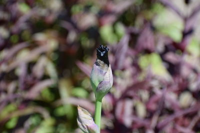 Close-up of butterfly on purple flower