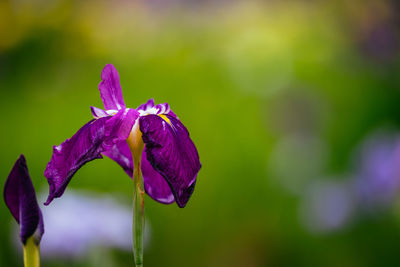 Close-up of purple flowering plant