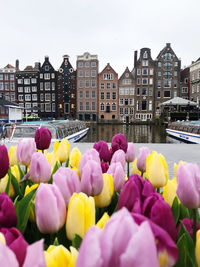 Various flowers in canal amidst buildings in city