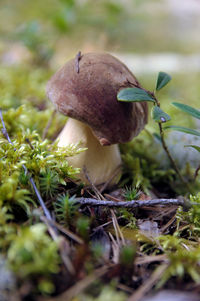 Close-up of mushroom growing on field