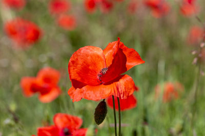 Close-up of red poppy in field