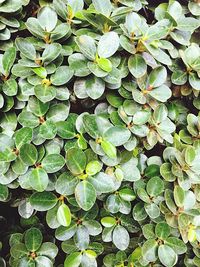 Full frame shot of green leaves