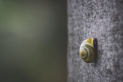 Close-up of snail