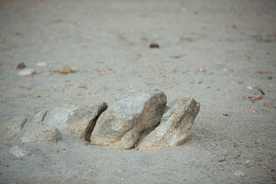 Close-up of animal sculpture on sand