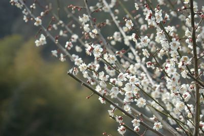 Close-up of cherry blossom tree