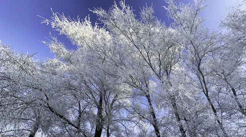 Low angle view of cherry blossom against sky during winter