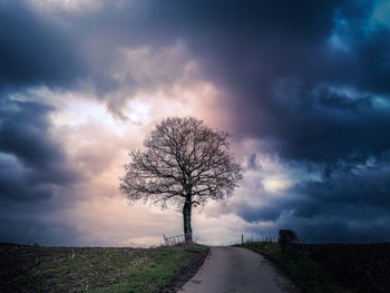 Bare tree against sky