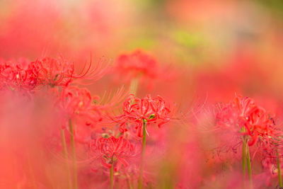 Close-up of pink flowering plant