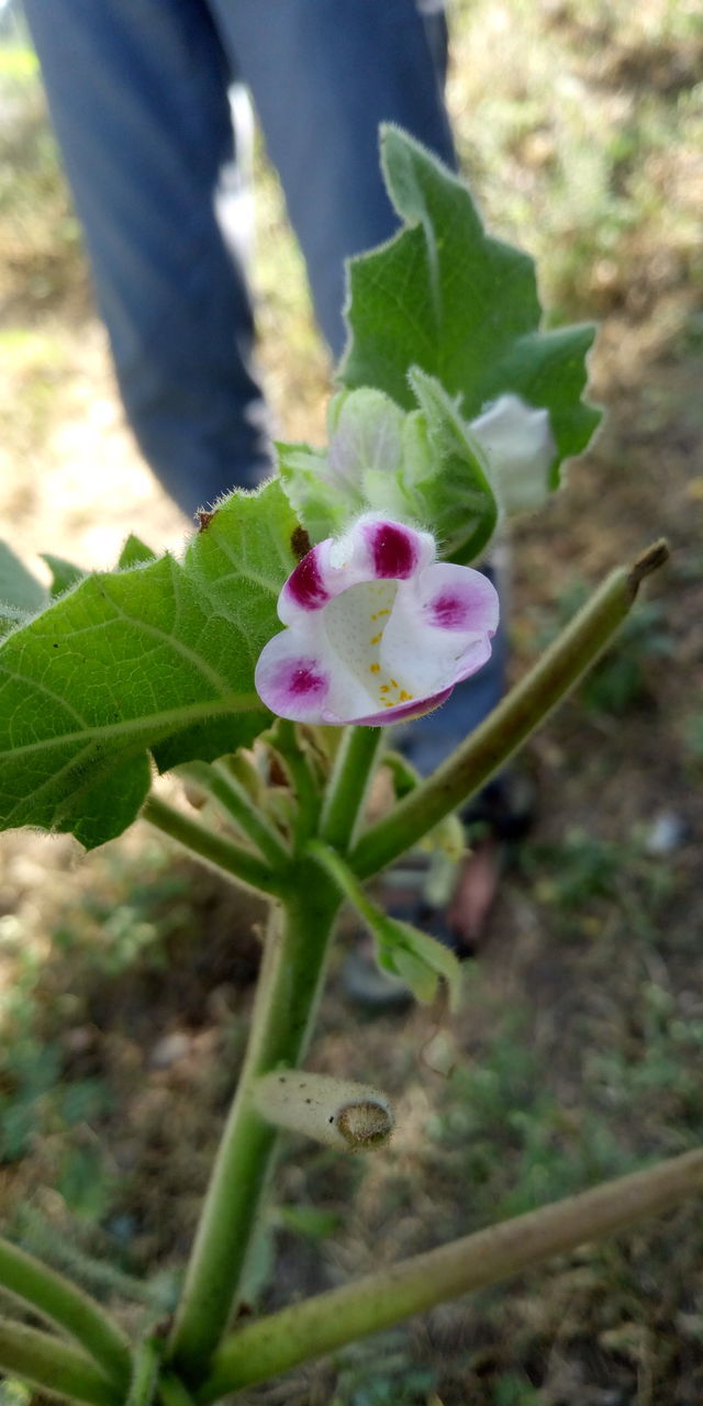 CLOSE-UP OF PURPLE FLOWERING PLANT IN FIELD