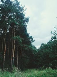 Low angle view of trees